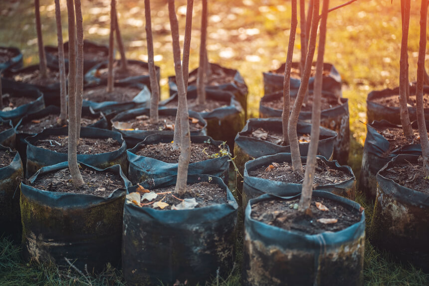 Plantation d'arbres en cours, foire aux questions